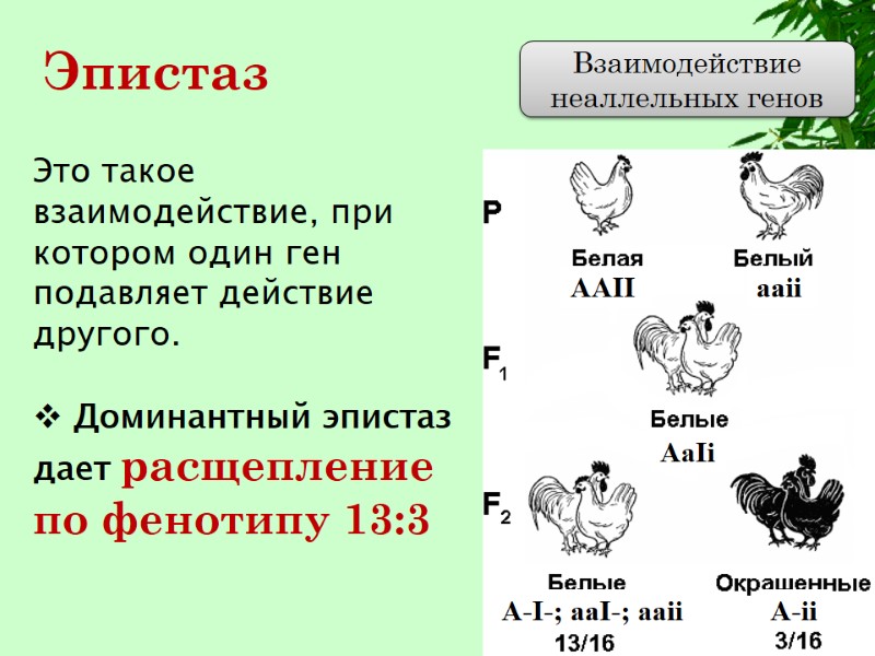 Это такое  взаимодействие, при котором один ген подавляет действие другого.   Доминантный